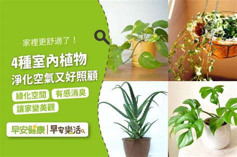 淨化廁所植物|天然空氣清淨機！4種室內植物淨化空氣又好照顧，浴。